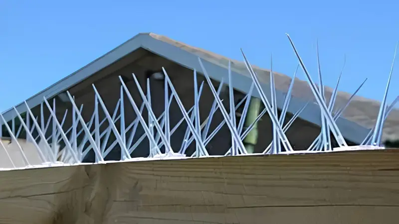 Bird Spikes Projects by Sravani Home Safety
