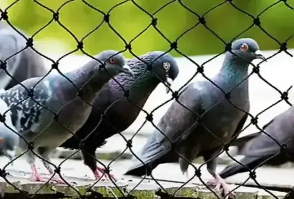 Pigeon Safety Nets Installation Services by Sravani Home Safety