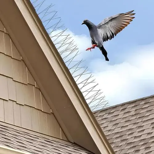 Sravani Home Safety Bird Spikes Installation in Bangalore